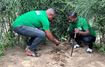 Tree planting